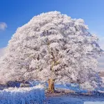 winter_season_8-wallpaper-800x600-1.jpg