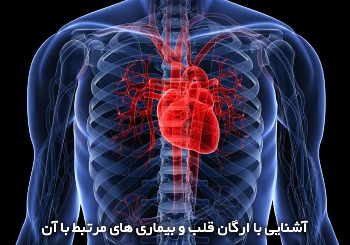 آشنایی با ارگان قلب و بیماری های مرتبط با آن